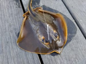 名医の太鼓判 カスベ エイ のダイエット 美肌効果 カロリーや食べ方ご紹介 9月16日 猫のようにのびやかに